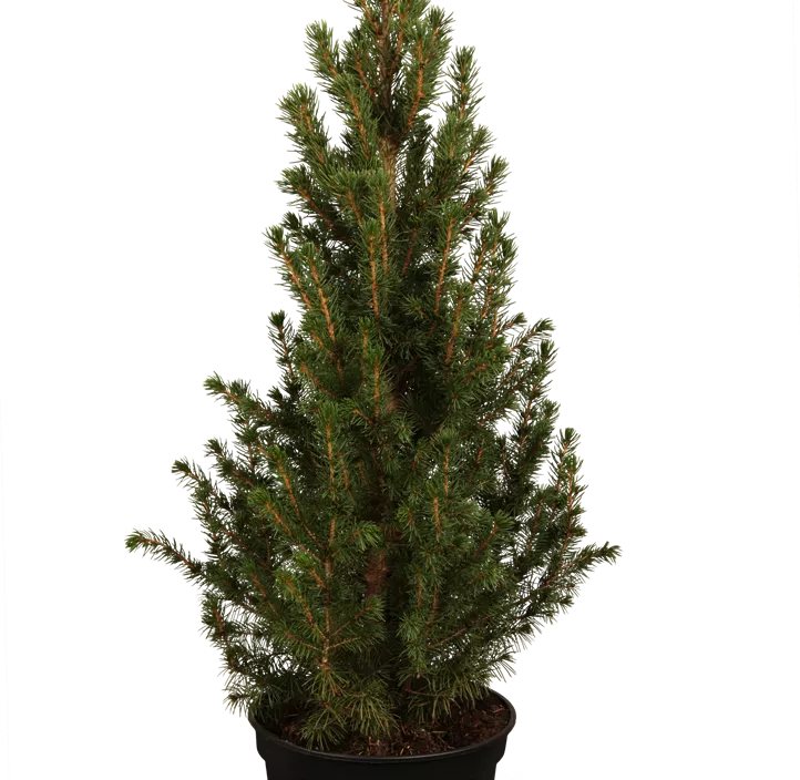 Zuckerhut-Fichte 'Conica' Zuckerhut-Fichte 'Conica'