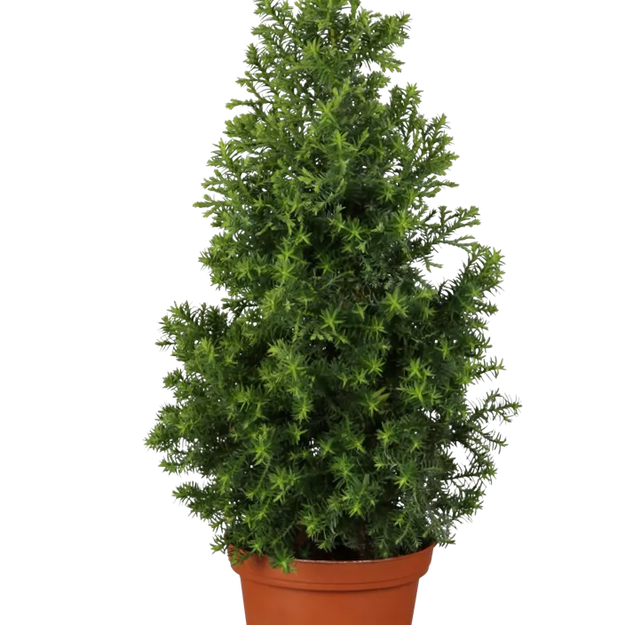 Zuckerhut-Fichte 'Conica' Zuckerhut-Fichte 'Conica'