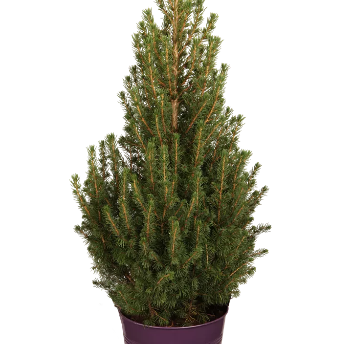 Zuckerhut-Fichte 'Conica' Zuckerhut-Fichte 'Conica'