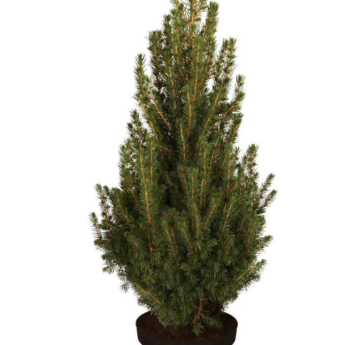 Zuckerhut-Fichte 'Conica' Zuckerhut-Fichte 'Conica'