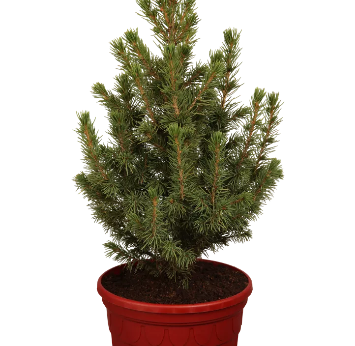 Zuckerhut-Fichte 'Conica' Zuckerhut-Fichte 'Conica'