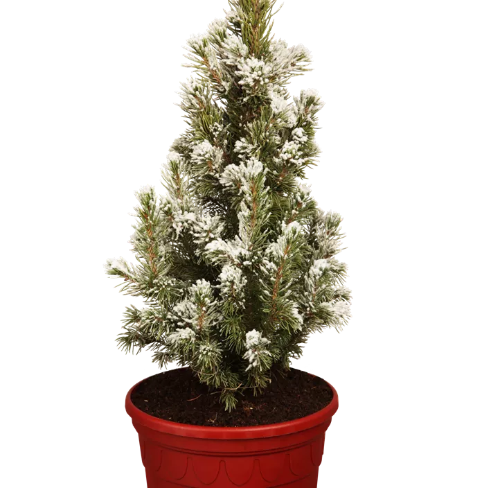 Zuckerhut-Fichte 'Conica' Zuckerhut-Fichte 'Conica'