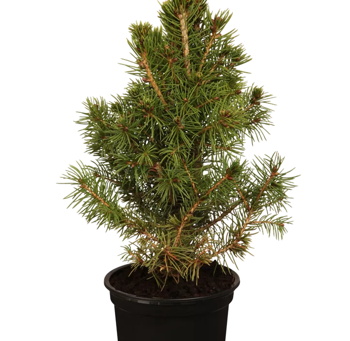 Zuckerhut-Fichte 'Conica' Zuckerhut-Fichte 'Conica'