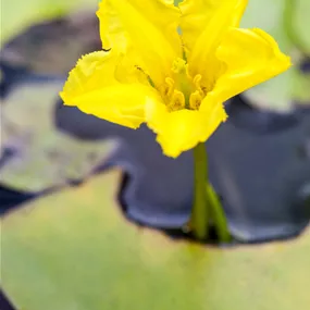 Nymphoides peltata