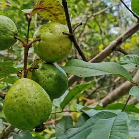 Psidium guayaba Fresa