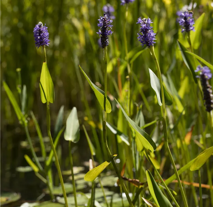 Herzblättriges Hechtkraut