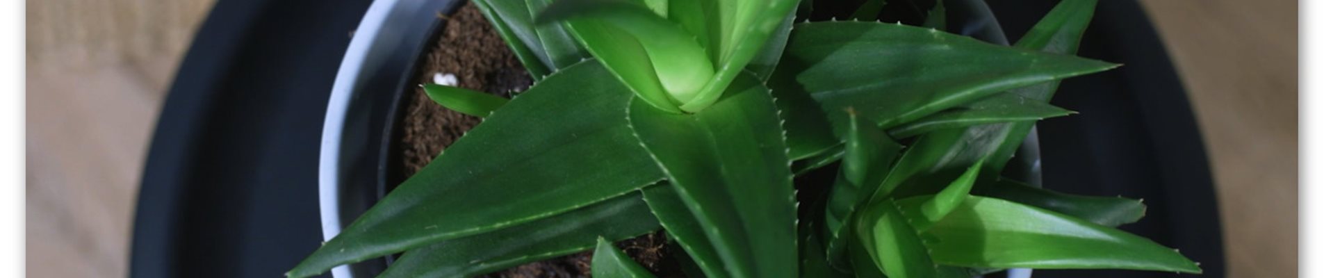 Zimmerpflanzenportrait - Aloe Vera (Thumbnail) Zimmerpflanzenportrait - Aloe Vera (Thumbnail)