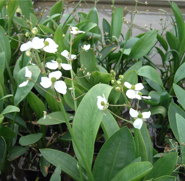 Grasblättriges Pfeilkraut