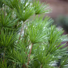 Sciadopitys verticillata Sciadopitys verticillata