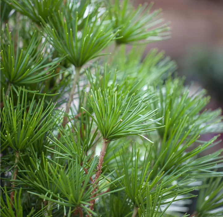 Japanische Schirmtanne Japanische Schirmtanne