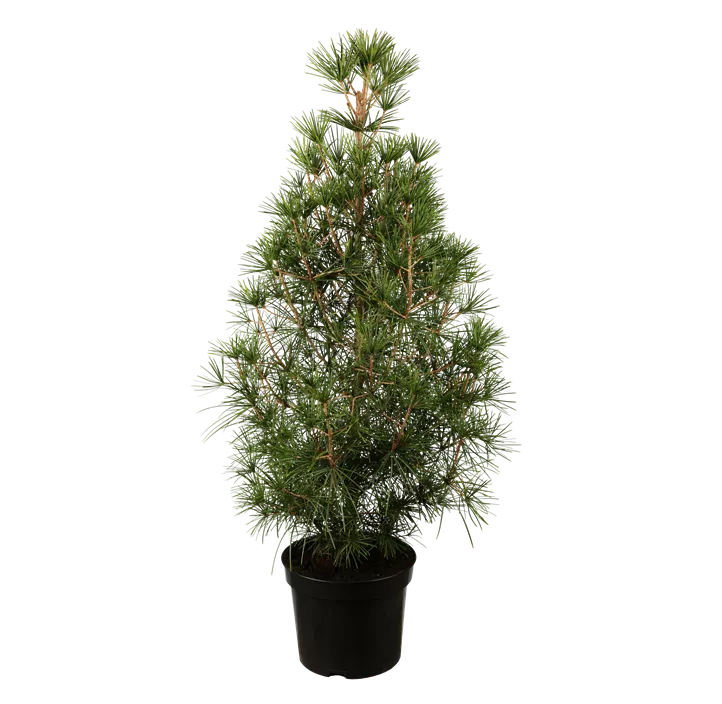 Japanische Schirmtanne