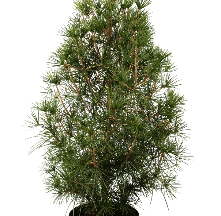 Japanische Schirmtanne Japanische Schirmtanne