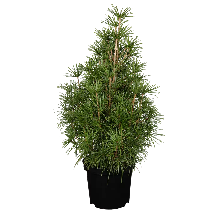 Japanische Schirmtanne