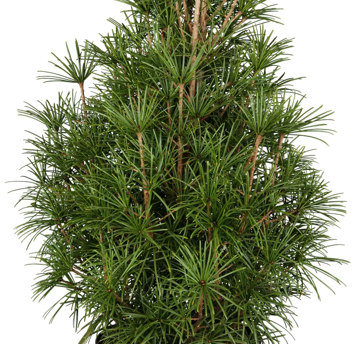 Japanische Schirmtanne Japanische Schirmtanne