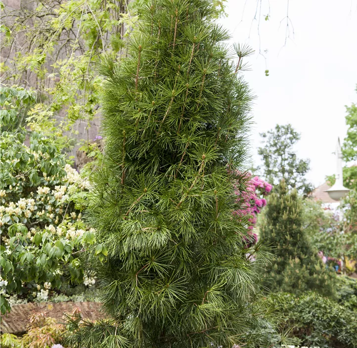 Japanische Schirmtanne Japanische Schirmtanne