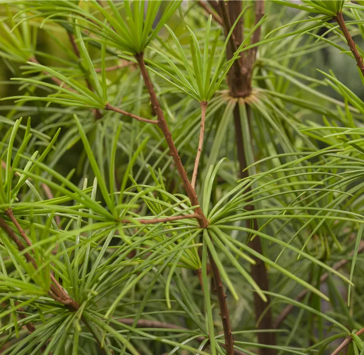 Japanische Schirmtanne Japanische Schirmtanne