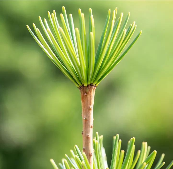 Japanische Schirmtanne Japanische Schirmtanne