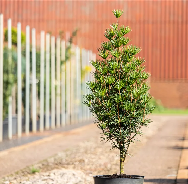 Japanische Schirmtanne Japanische Schirmtanne