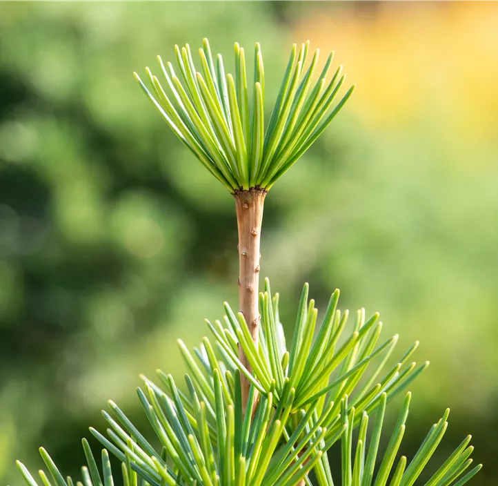 Japanische Schirmtanne Japanische Schirmtanne