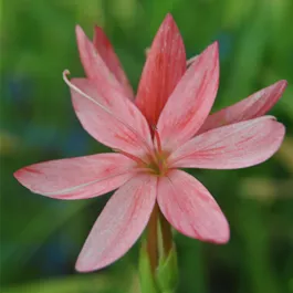 Schizostylis Mrs Hegarty