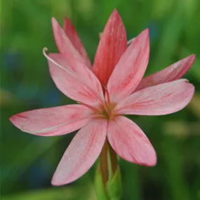 Schizostylis Mrs Hegarty