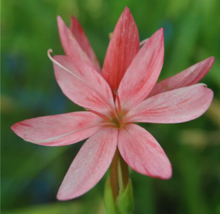 Garten-Spaltgriffel 'Mrs. Hegarty'