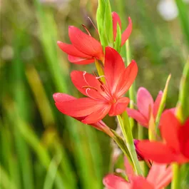 Schizostylis coccinea