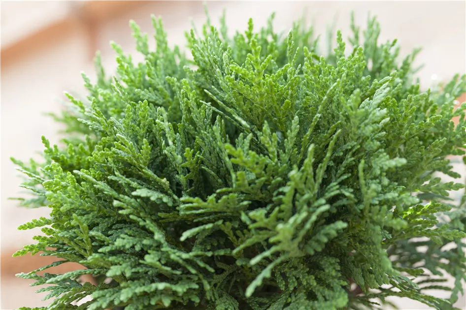 Thuja occidentalis Danica, Zwergiger Kugel-Lebensbaum 'Danica' - Bellaflora