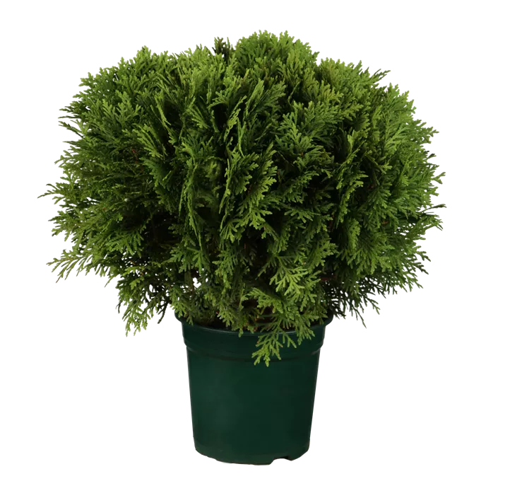 Zwergiger Kugel-Lebensbaum 'Danica' Zwergiger Kugel-Lebensbaum 'Danica'