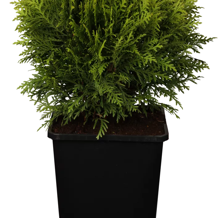 Zwergiger Kugel-Lebensbaum 'Danica' Zwergiger Kugel-Lebensbaum 'Danica'