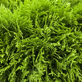 Thuja occidentalis Danica
