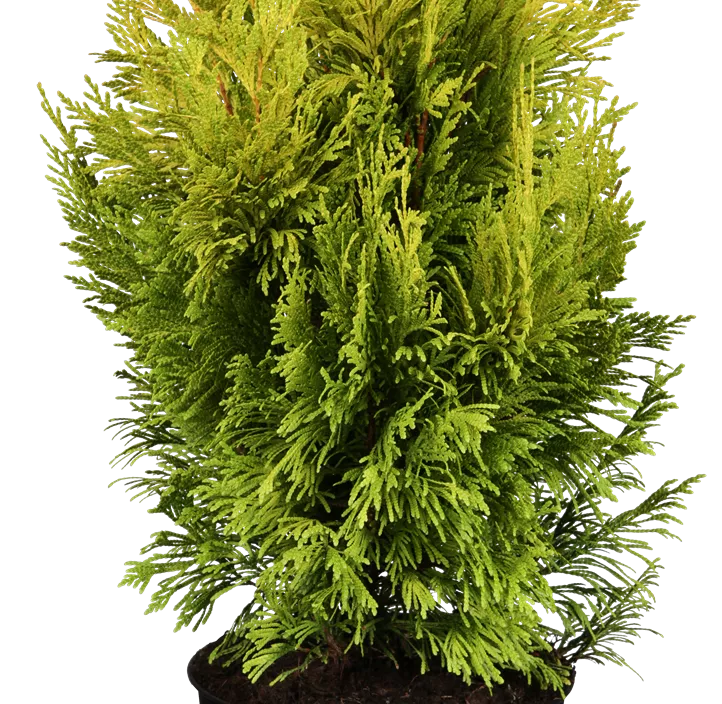 Großer Lebensbaum '4ever' GOLDY®(s) Großer Lebensbaum '4ever' GOLDY®(s)