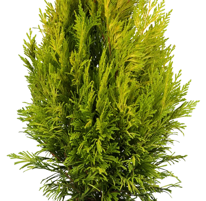 Großer Lebensbaum '4ever' GOLDY®(s) Großer Lebensbaum '4ever' GOLDY®(s)