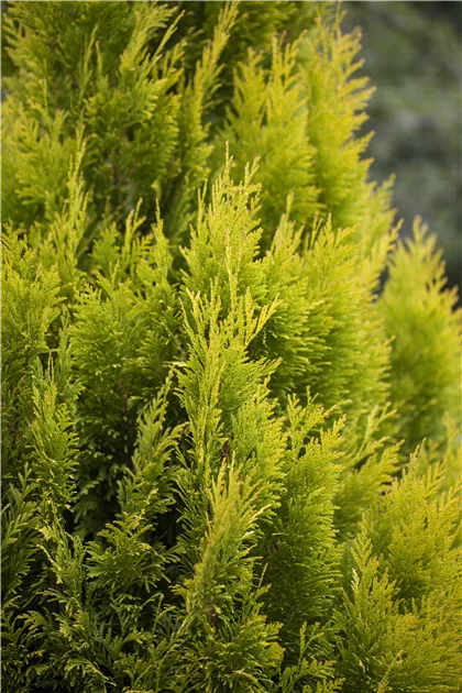 thuja smaragd im topf gewachsen Thuja occidentalis 'Smaragd' Konifere (Lebensbaum) | 150-175 cm Im Topf