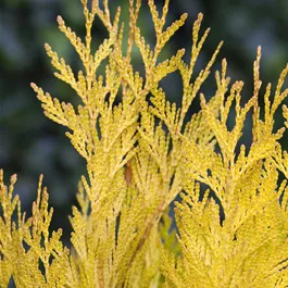 Thuja plicata '4evergoldy'