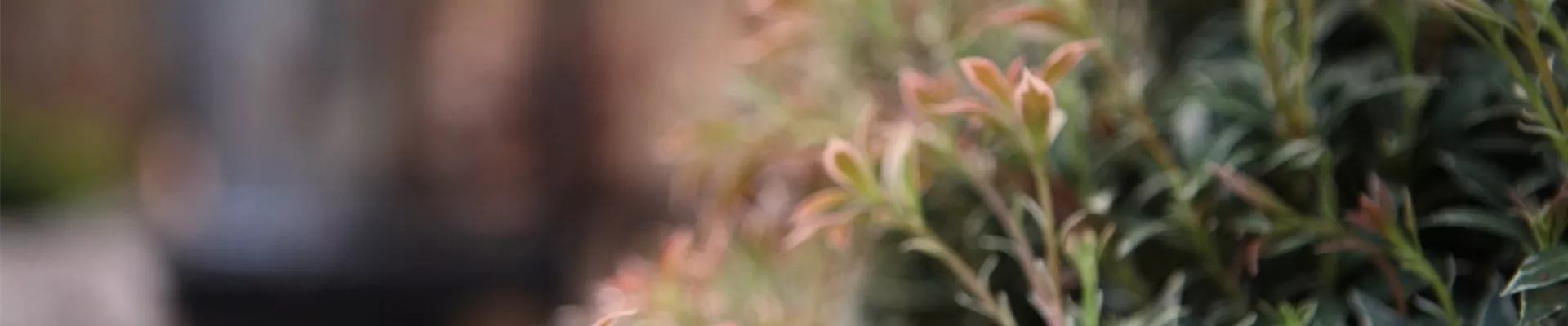 Japanisches Schattenglöckchen - Einpflanzen im Garten - Bellaflora Japanisches Schattenglöckchen - Einpflanzen im Garten - Bellaflora