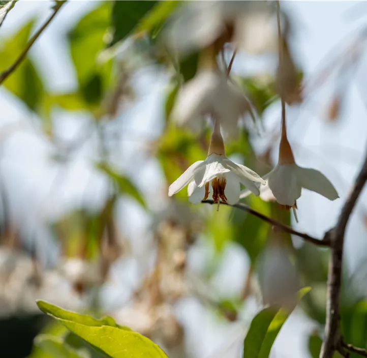 Japanischer Storaxbaum 'Fragrant Fountain' Japanischer Storaxbaum 'Fragrant Fountain'
