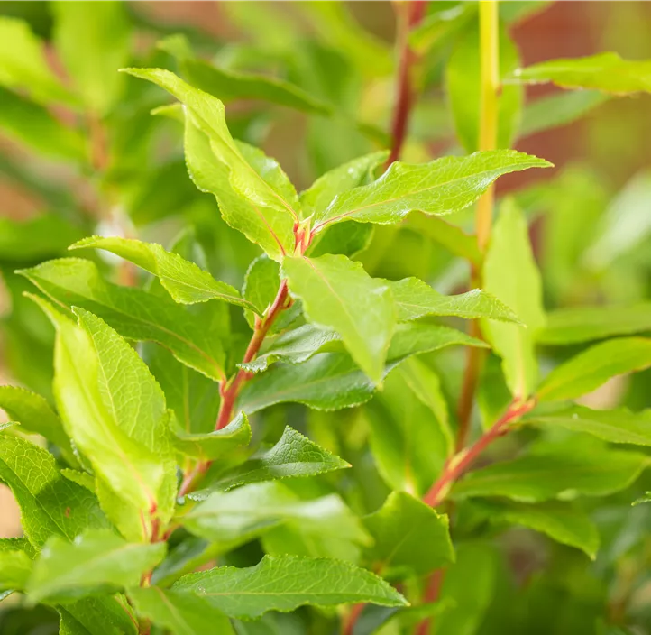 Heidelbeere 'Lucky Berry'®