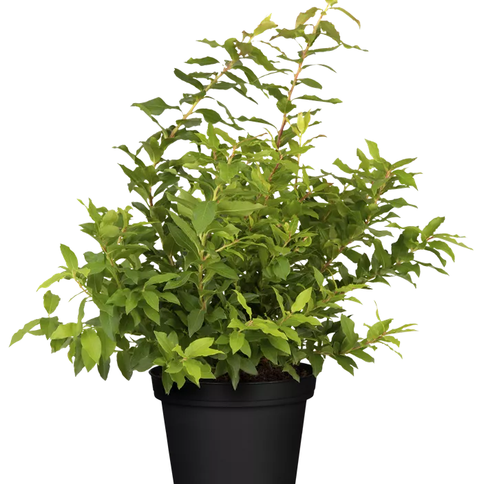 Heidelbeere 'Lucky Berry'®