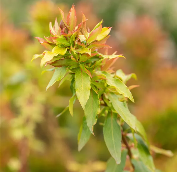 Heidelbeere 'Lucky Berry'®
