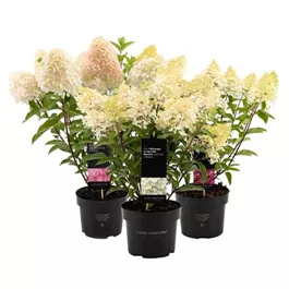 Hydrangea paniculata Living Creations mix