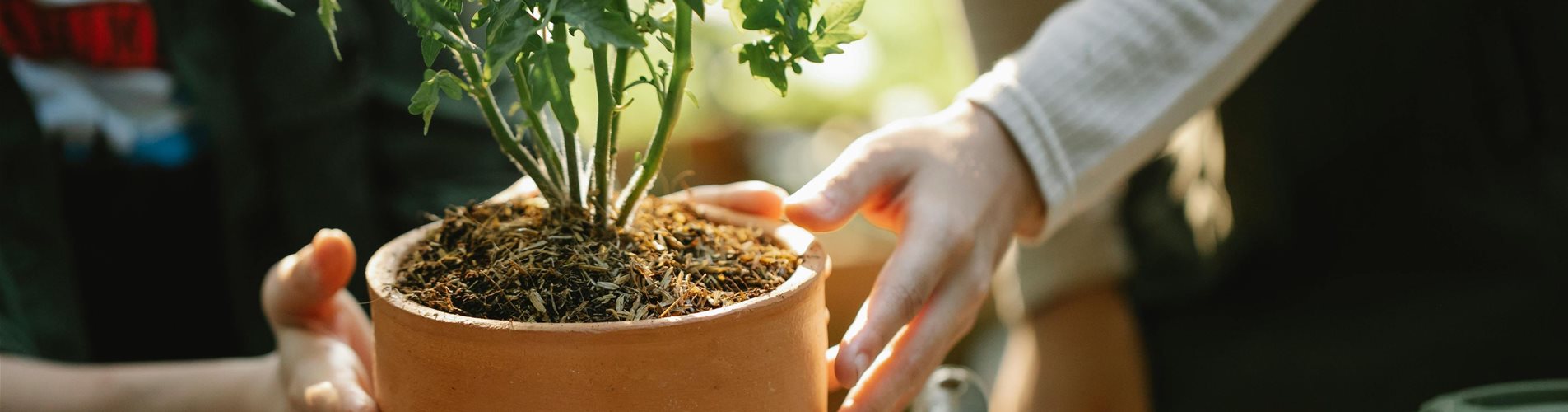 pexels-gary-barnes-6231852-0-0-5040-2835 pexels-gary-barnes-6231852-0-0-5040-2835