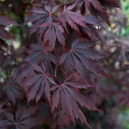 Acer palmatum Black Lace®