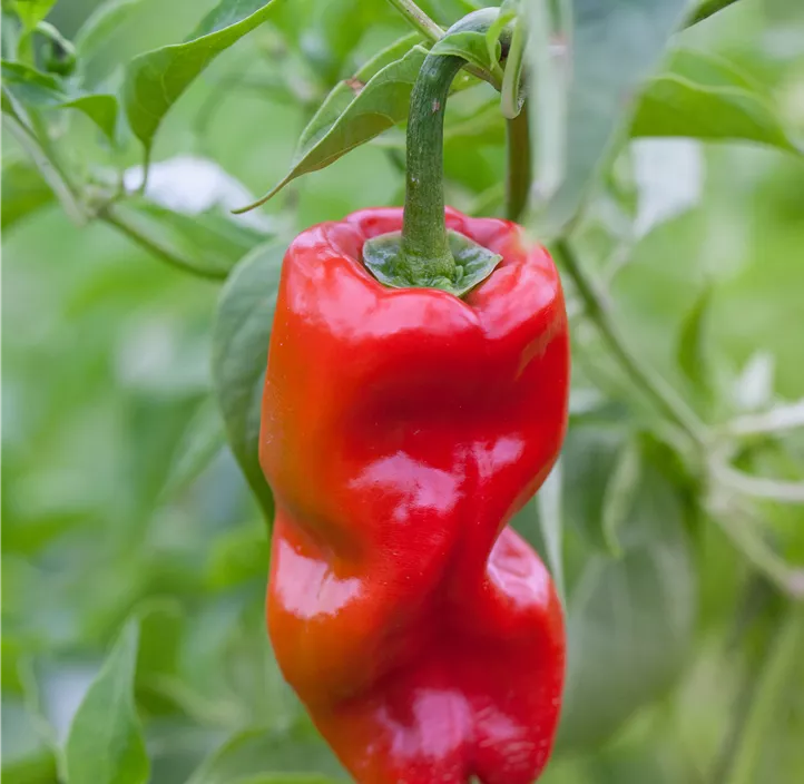 Chili 'Habanero Tropical Red'
