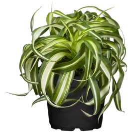 Chlorophytum Green Bonnie