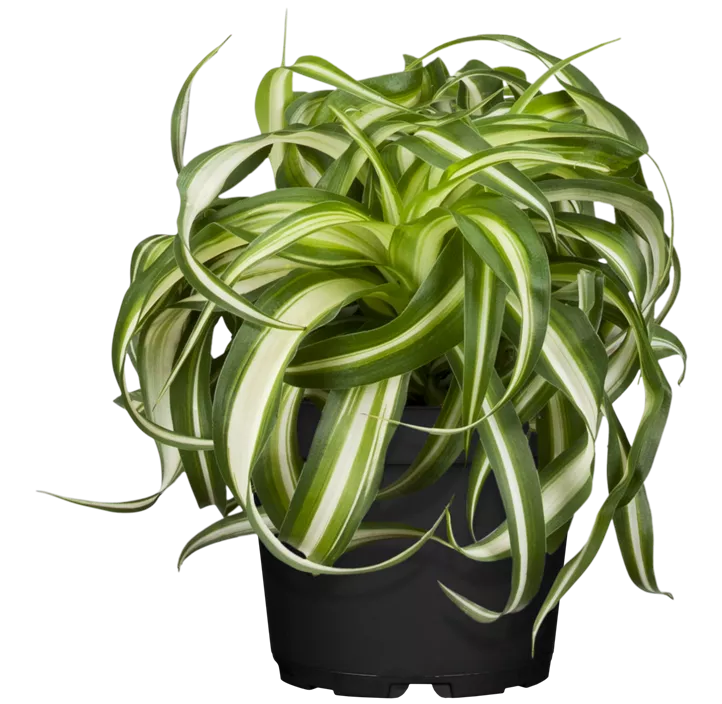 Grünlilie 'Green Bonnie'