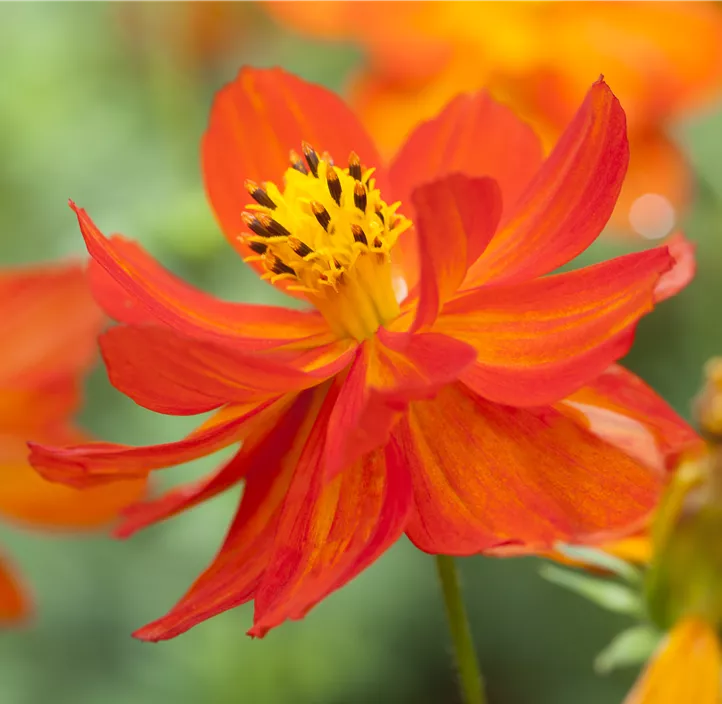 Cosmos sulphureus Cosmos sulphureus