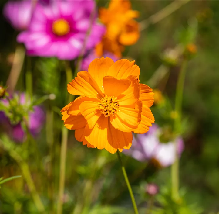 Cosmos sulphureus Cosmos sulphureus