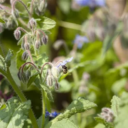 Borago officinalis, 14 cm Topf