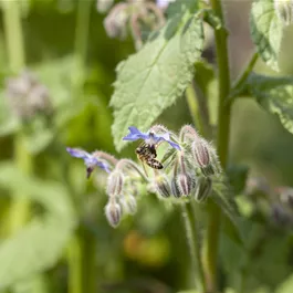 Borago officinalis, 12 cm Topf
